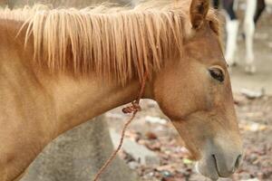 pequeño caballo cabeza cerca retrato ver a Calcuta, India. foto