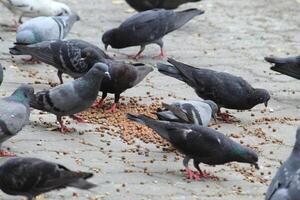 Common Indian Pigeon display on local street. Bird feeding on open and empty road. Beautiful Bird background. photo