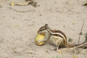 Squirrel, a medium-size rodents playing with it's food, close view on a dry ground. photo