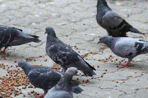 Common Indian Pigeon display on local street. Bird feeding on open and empty road. Beautiful Bird background. photo