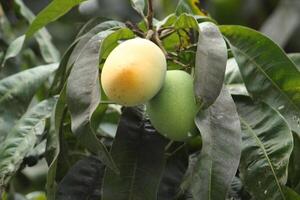 Raw green mangoes hanging on a tree with green leaves around. photo