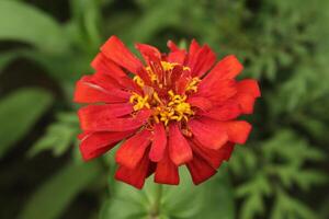 Red color Zinnia elegans or common zinnia flower display with green blurred nature around. photo