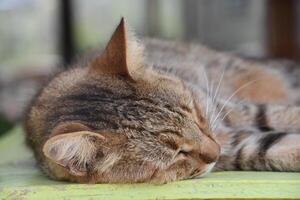 hermosa atigrado gato descansando y dormido foto