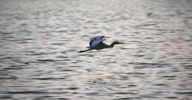 Flying Tricolor Heron with Wings in Flight photo