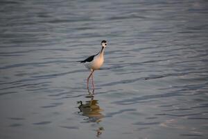 Strolling Black Neck Stilt Bird in Water photo