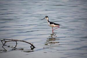 Black Neck Stilt Bird Standing on One Leg photo