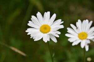 floración y floreciente salvaje margaritas en un campo foto