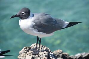 riendo gaviota en pie en un coral rock foto