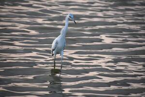 Wind Ruffliing the Feathers of a Wading Heron photo