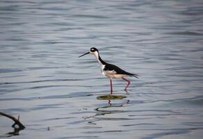 Lovely Strolling Black and White Sandpiper Bird photo