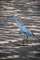 Heron Wading in the Water Looking for Fish photo