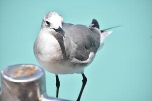 Posing Laughing Gull by the Ocean Waters photo