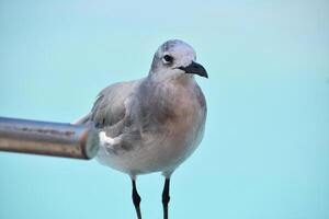 Gaviota en pie por el tropical aguas en aruba foto