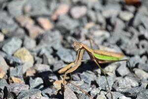 Fantastic Look into the Face ofa Preying Mantis photo