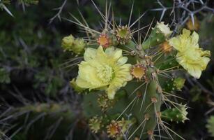 floreciente amarillo Opuntia cactus en el Desierto foto