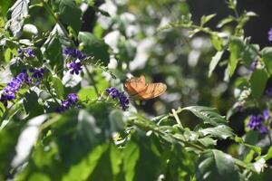 jardín con un naranja fuego mariposa foto