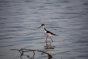 Long Legs and Beak on a Sandpiper photo