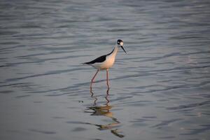 Gorgeous Black and White Sandpiper in Water photo