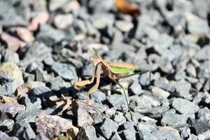 Lovely Look at a Grasshopper on Stones photo