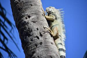 iguana alpinismo arriba un palma árbol foto