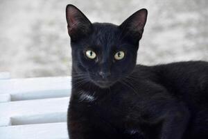 directo Mira dentro el cara de un negro gato foto