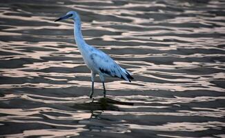 Amazing Capture of a Heron at Dawn photo