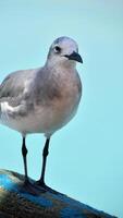 Laughing Gull Standing on a Pier in Aruba photo