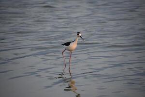 Posing Black Neck Stilt Sandpiper During the Golden Hour photo