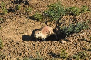 pradera perro excavación un agujero en el pradera foto