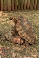 Very Large Spurred Tortoises Mating photo