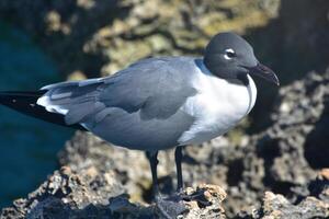 riendo gaviota arriba cerca y personal en aruba foto