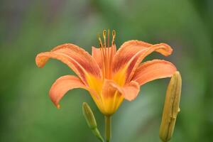 Beautiful Orange Daylily Budding and Flowering in the Summer photo