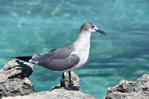 Lauhging Gull Standing on Lava Rock Over the Ocean photo