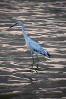 Side View of a Tricolored Heron in the Water photo