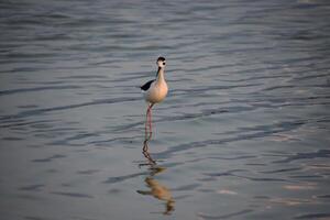 Black Neck Stilt Reflected in the Waters Surface photo