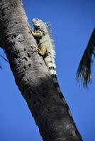 Iguana Climbing up a Palm Tree photo