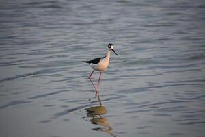 Posing Black Neck Stilt Sandpiper Bird photo