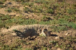 Black Tailed Prairie Dog Peaking Out of a Burrow photo