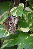 Barn Owl Butterfly on a Pothos Plant photo