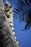 Iguana Climbing up a Palm Tree photo