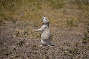 Prairie Dog Smelling the Air on the Prairie photo