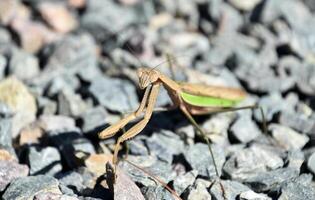 sensacional Mira a el cara de un presa mantis foto