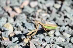 Stunning Look into the Triangular Face of a Preying Mantis photo