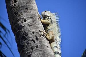 iguana alpinismo arriba un palma árbol foto