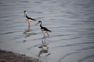 Lovely Pair of Sandpipers Standing in Water photo