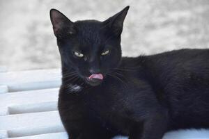 Striking Black Cat Licking His Nose While Resting photo