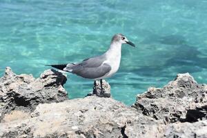 gaviota en pie en coral rock repisa por el Oceano foto