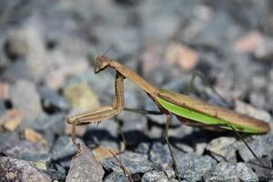 Amazing Side View of a Preying Mantis Bug photo