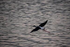 Black Neck Stilt Flying Over the Water photo