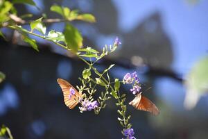 par de fuego mariposas en minúsculo púrpura flores foto